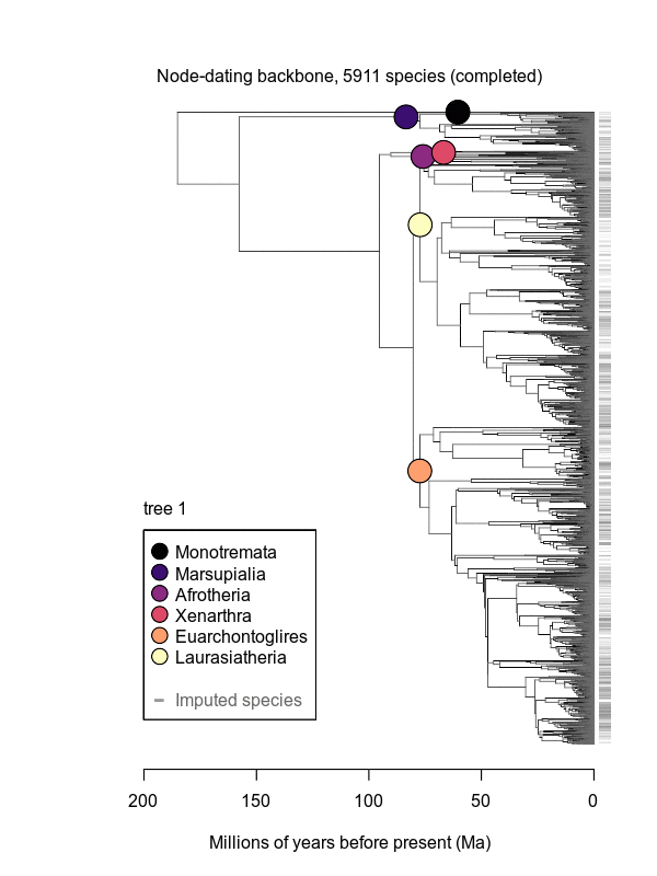 phylogenetic tree mammals